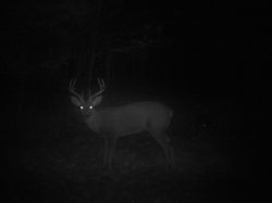 Kentucky deer hunting, western kentucky deer hunting, deer hunting, hunting, archery, Whitetail deer hunting, west ky whitetail hunting, kentucky whitetail outfitters, boone & crocket