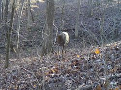 Kentucky deer hunting, western kentucky deer hunting, deer hunting, hunting, archery, Whitetail deer hunting, west ky whitetail hunting, kentucky whitetail outfitters, boone & crocket