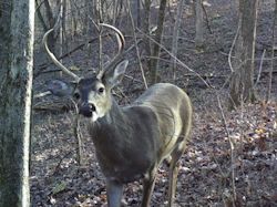 Kentucky deer hunting, western kentucky deer hunting, deer hunting, hunting, archery, Whitetail deer hunting, west ky whitetail hunting, kentucky whitetail outfitters, boone & crocket