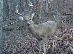 Kentucky deer hunting, western kentucky deer hunting, deer hunting, hunting, archery, Whitetail deer hunting, west ky whitetail hunting, kentucky whitetail outfitters, boone & crocket