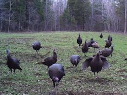 Kentucky deer hunting, western kentucky deer hunting, deer hunting, hunting, archery, Whitetail deer hunting, west ky whitetail hunting, kentucky whitetail outfitters, boone & crocket