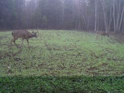 Kentucky deer hunting, western kentucky deer hunting, deer hunting, hunting, archery, Whitetail deer hunting, west ky whitetail hunting, kentucky whitetail outfitters, boone & crocket