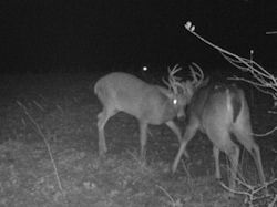 Kentucky deer hunting, western kentucky deer hunting, deer hunting, hunting, archery, Whitetail deer hunting, west ky whitetail hunting, kentucky whitetail outfitters, boone & crocket
