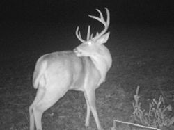 Kentucky deer hunting, western kentucky deer hunting, deer hunting, hunting, archery, Whitetail deer hunting, west ky whitetail hunting, kentucky whitetail outfitters, boone & crocket
