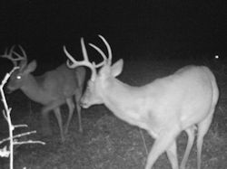 Kentucky deer hunting, western kentucky deer hunting, deer hunting, hunting, archery, Whitetail deer hunting, west ky whitetail hunting, kentucky whitetail outfitters, boone & crocket