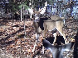 Kentucky deer hunting, western kentucky deer hunting, deer hunting, hunting, archery, Whitetail deer hunting, west ky whitetail hunting, kentucky whitetail outfitters, boone & crocket
