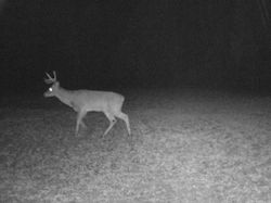 Kentucky deer hunting, western kentucky deer hunting, deer hunting, hunting, archery, Whitetail deer hunting, west ky whitetail hunting, kentucky whitetail outfitters, boone & crocket