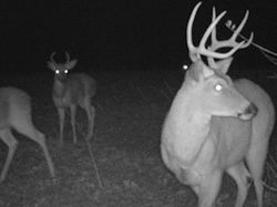 Kentucky deer hunting, western kentucky deer hunting, deer hunting, hunting, archery, Whitetail deer hunting, west ky whitetail hunting, kentucky whitetail outfitters, boone & crocket