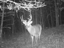Kentucky deer hunting, western kentucky deer hunting, deer hunting, hunting, archery, Whitetail deer hunting, west ky whitetail hunting, kentucky whitetail outfitters, boone & crocket