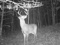 Kentucky deer hunting, western kentucky deer hunting, deer hunting, hunting, archery, Whitetail deer hunting, west ky whitetail hunting, kentucky whitetail outfitters, boone & crocket