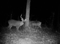 Kentucky deer hunting, western kentucky deer hunting, deer hunting, hunting, archery, Whitetail deer hunting, west ky whitetail hunting, kentucky whitetail outfitters, boone & crocket