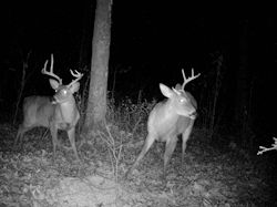 Kentucky deer hunting, western kentucky deer hunting, deer hunting, hunting, archery, Whitetail deer hunting, west ky whitetail hunting, kentucky whitetail outfitters, boone & crocket
