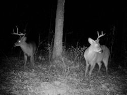 Kentucky deer hunting, western kentucky deer hunting, deer hunting, hunting, archery, Whitetail deer hunting, west ky whitetail hunting, kentucky whitetail outfitters, boone & crocket
