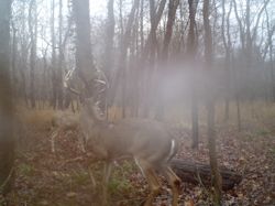 Kentucky deer hunting, western kentucky deer hunting, deer hunting, hunting, archery, Whitetail deer hunting, west ky whitetail hunting, kentucky whitetail outfitters, boone & crocket