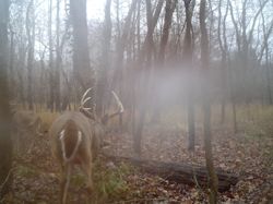 Kentucky deer hunting, western kentucky deer hunting, deer hunting, hunting, archery, Whitetail deer hunting, west ky whitetail hunting, kentucky whitetail outfitters, boone & crocket