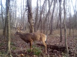 Kentucky deer hunting, western kentucky deer hunting, deer hunting, hunting, archery, Whitetail deer hunting, west ky whitetail hunting, kentucky whitetail outfitters, boone & crocket