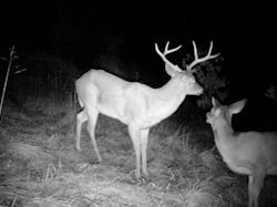 Kentucky deer hunting, western kentucky deer hunting, deer hunting, hunting, archery, Whitetail deer hunting, west ky whitetail hunting, kentucky whitetail outfitters, boone & crocket