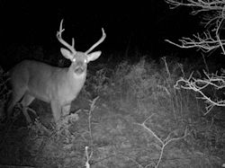 Kentucky deer hunting, western kentucky deer hunting, deer hunting, hunting, archery, Whitetail deer hunting, west ky whitetail hunting, kentucky whitetail outfitters, boone & crocket
