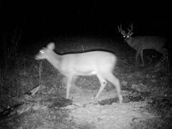 Kentucky deer hunting, western kentucky deer hunting, deer hunting, hunting, archery, Whitetail deer hunting, west ky whitetail hunting, kentucky whitetail outfitters, boone & crocket