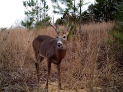 Kentucky deer hunting, western kentucky deer hunting, deer hunting, hunting, archery, Whitetail deer hunting, west ky whitetail hunting, kentucky whitetail outfitters, boone & crocket