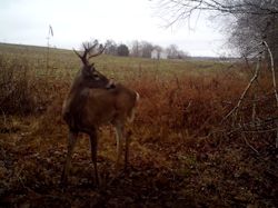 Kentucky deer hunting, western kentucky deer hunting, deer hunting, hunting, archery, Whitetail deer hunting, west ky whitetail hunting, kentucky whitetail outfitters, boone & crocket
