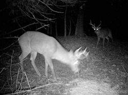 Kentucky deer hunting, western kentucky deer hunting, deer hunting, hunting, archery, Whitetail deer hunting, west ky whitetail hunting, kentucky whitetail outfitters, boone & crocket