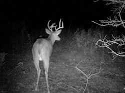 Kentucky deer hunting, western kentucky deer hunting, deer hunting, hunting, archery, Whitetail deer hunting, west ky whitetail hunting, kentucky whitetail outfitters, boone & crocket