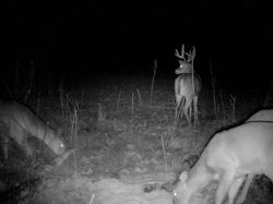 Kentucky deer hunting, western kentucky deer hunting, deer hunting, hunting, archery, Whitetail deer hunting, west ky whitetail hunting, kentucky whitetail outfitters, boone & crocket