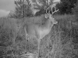 Kentucky deer hunting, western kentucky deer hunting, deer hunting, hunting, archery, Whitetail deer hunting, west ky whitetail hunting, kentucky whitetail outfitters, boone & crocket