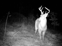 Kentucky deer hunting, western kentucky deer hunting, deer hunting, hunting, archery, Whitetail deer hunting, west ky whitetail hunting, kentucky whitetail outfitters, boone & crocket