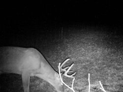 Kentucky deer hunting, western kentucky deer hunting, deer hunting, hunting, archery, Whitetail deer hunting, west ky whitetail hunting, kentucky whitetail outfitters, boone & crocket