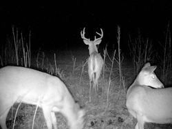 Kentucky deer hunting, western kentucky deer hunting, deer hunting, hunting, archery, Whitetail deer hunting, west ky whitetail hunting, kentucky whitetail outfitters, boone & crocket
