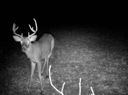 Kentucky deer hunting, western kentucky deer hunting, deer hunting, hunting, archery, Whitetail deer hunting, west ky whitetail hunting, kentucky whitetail outfitters, boone & crocket