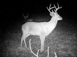 Kentucky deer hunting, western kentucky deer hunting, deer hunting, hunting, archery, Whitetail deer hunting, west ky whitetail hunting, kentucky whitetail outfitters, boone & crocket