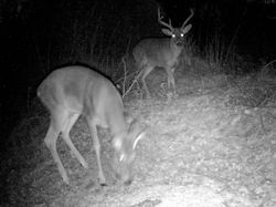 Kentucky deer hunting, western kentucky deer hunting, deer hunting, hunting, archery, Whitetail deer hunting, west ky whitetail hunting, kentucky whitetail outfitters, boone & crocket