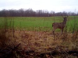 Kentucky deer hunting, western kentucky deer hunting, deer hunting, hunting, archery, Whitetail deer hunting, west ky whitetail hunting, kentucky whitetail outfitters, boone & crocket