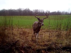 Kentucky deer hunting, western kentucky deer hunting, deer hunting, hunting, archery, Whitetail deer hunting, west ky whitetail hunting, kentucky whitetail outfitters, boone & crocket