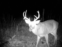 Kentucky deer hunting, western kentucky deer hunting, deer hunting, hunting, archery, Whitetail deer hunting, west ky whitetail hunting, kentucky whitetail outfitters, boone & crocket