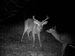 Kentucky deer hunting, western kentucky deer hunting, deer hunting, hunting, archery, Whitetail deer hunting, west ky whitetail hunting, kentucky whitetail outfitters, boone & crocket
