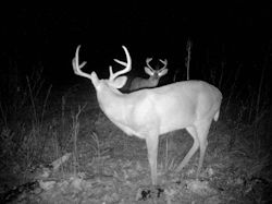 Kentucky deer hunting, western kentucky deer hunting, deer hunting, hunting, archery, Whitetail deer hunting, west ky whitetail hunting, kentucky whitetail outfitters, boone & crocket