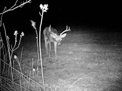 Kentucky deer hunting, western kentucky deer hunting, deer hunting, hunting, archery, Whitetail deer hunting, west ky whitetail hunting, kentucky whitetail outfitters, boone & crocket
