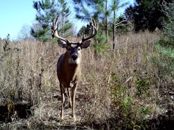 Kentucky deer hunting, western kentucky deer hunting, deer hunting, hunting, archery, Whitetail deer hunting, west ky whitetail hunting, kentucky whitetail outfitters, boone & crocket