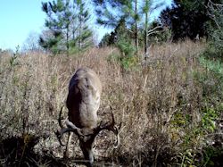 Kentucky deer hunting, western kentucky deer hunting, deer hunting, hunting, archery, Whitetail deer hunting, west ky whitetail hunting, kentucky whitetail outfitters, boone & crocket