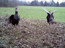 Kentucky turkey hunting, turkey hunts, ky turkey hunting, kentucky turkey hunting guide, places to hunt turkey in kentucky, where to hunt turkey in kentucky, western kentucky turkey hunts, turkey inventory, snipe creek turkey hunts, snipe creek hunting lodge turkey, kentucky turkey hunting spots
