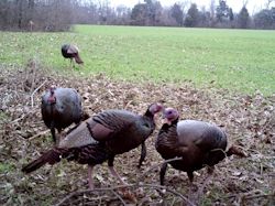 Kentucky turkey hunting, turkey hunts, ky turkey hunting, kentucky turkey hunting guide, places to hunt turkey in kentucky, where to hunt turkey in kentucky, western kentucky turkey hunts, turkey inventory, snipe creek turkey hunts, snipe creek hunting lodge turkey, kentucky turkey hunting spots