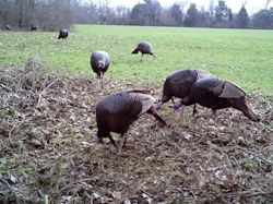 Kentucky turkey hunting, turkey hunts, ky turkey hunting, kentucky turkey hunting guide, places to hunt turkey in kentucky, where to hunt turkey in kentucky, western kentucky turkey hunts, turkey inventory, snipe creek turkey hunts, snipe creek hunting lodge turkey, kentucky turkey hunting spots