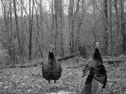 Kentucky turkey hunting, turkey hunts, ky turkey hunting, kentucky turkey hunting guide, places to hunt turkey in kentucky, where to hunt turkey in kentucky, western kentucky turkey hunts, turkey inventory, snipe creek turkey hunts, snipe creek hunting lodge turkey, kentucky turkey hunting spots
