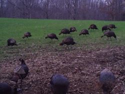 Kentucky turkey hunting, turkey hunts, ky turkey hunting, kentucky turkey hunting guide, places to hunt turkey in kentucky, where to hunt turkey in kentucky, western kentucky turkey hunts, turkey inventory, snipe creek turkey hunts, snipe creek hunting lodge turkey, kentucky turkey hunting spots