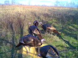 Kentucky turkey hunting, turkey hunts, ky turkey hunting, kentucky turkey hunting guide, places to hunt turkey in kentucky, where to hunt turkey in kentucky, western kentucky turkey hunts, turkey inventory, snipe creek turkey hunts, snipe creek hunting lodge turkey, kentucky turkey hunting spots