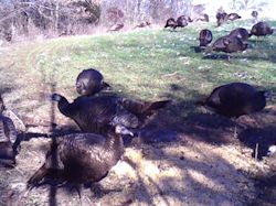 Kentucky turkey hunting, turkey hunts, ky turkey hunting, kentucky turkey hunting guide, places to hunt turkey in kentucky, where to hunt turkey in kentucky, western kentucky turkey hunts, turkey inventory, snipe creek turkey hunts, snipe creek hunting lodge turkey, kentucky turkey hunting spots